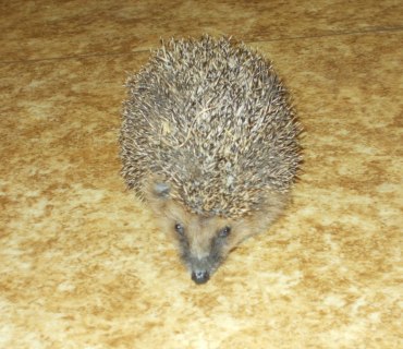 Zvířátka ve školce