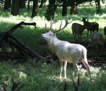 Obora Žehušice