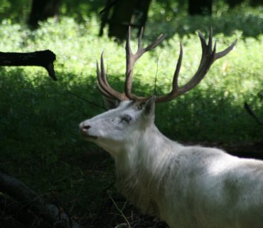 Obora Žehušice