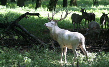 Obora Žehušice Obora Žehušice